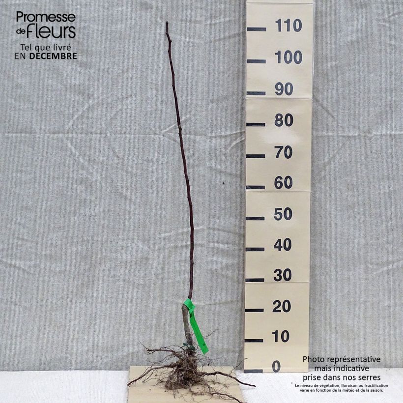 Example of Poirier Beurre Giffard Racines nues, Scion as you get in hiver