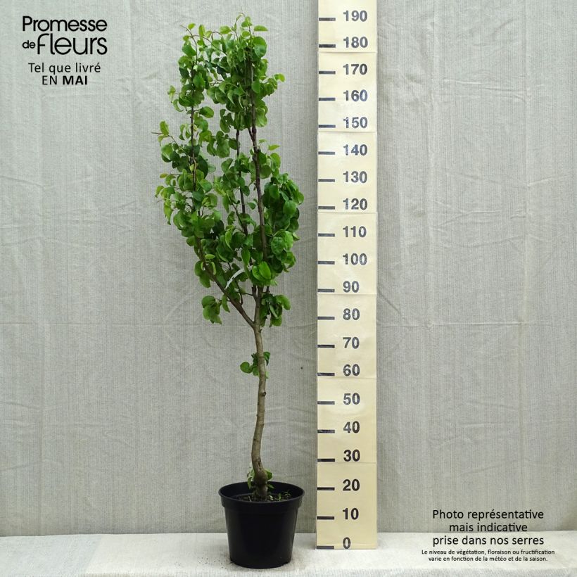 Example of Poirier Beurre Giffard Pot de 7,5L/10L, Gobelet as you get in printemps