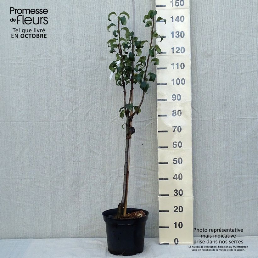 Spécimen de Poirier Beurre Hardy Pot de 7,5L/10L, Demi-Tige tel que livré en automne