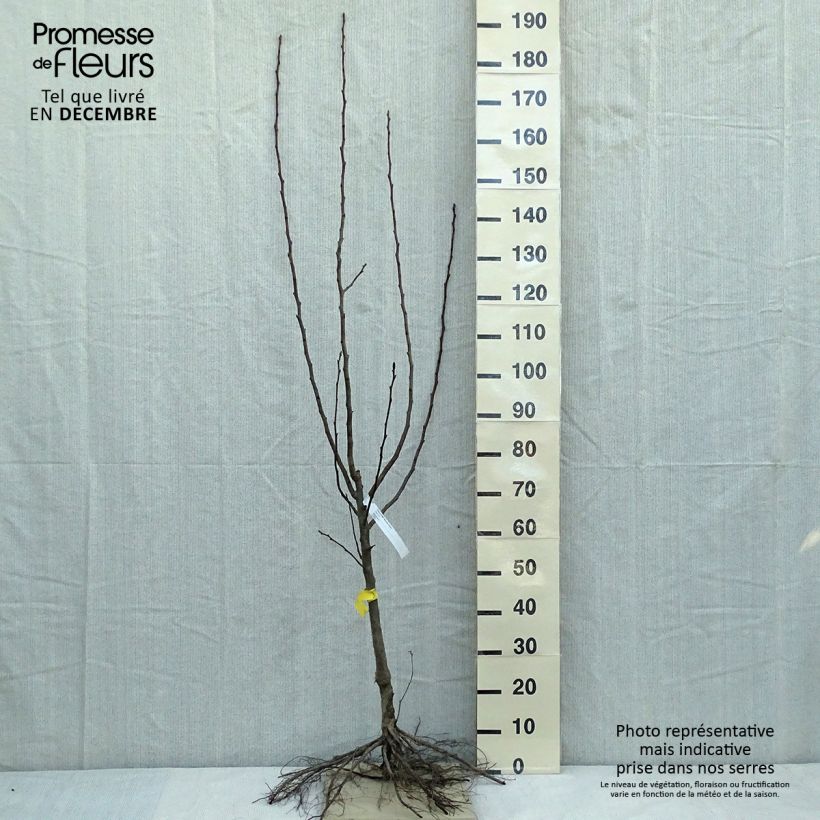 Example of Poirier Beurre Hardy Racines nues, Gobelet as you get in hiver