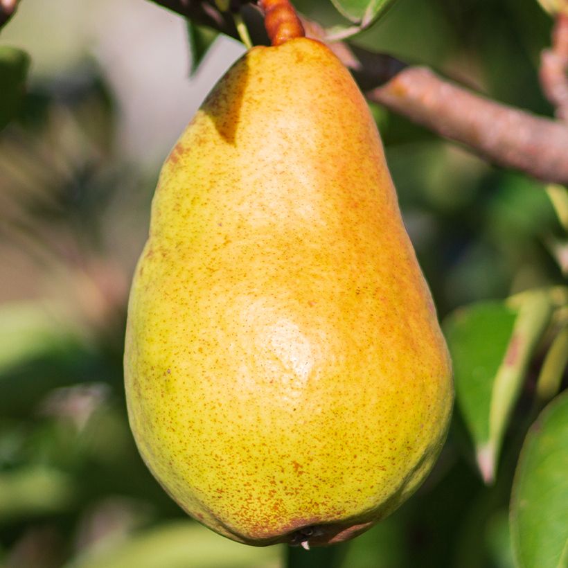 Poirier Beurré Lebrun Bio (Récolte)