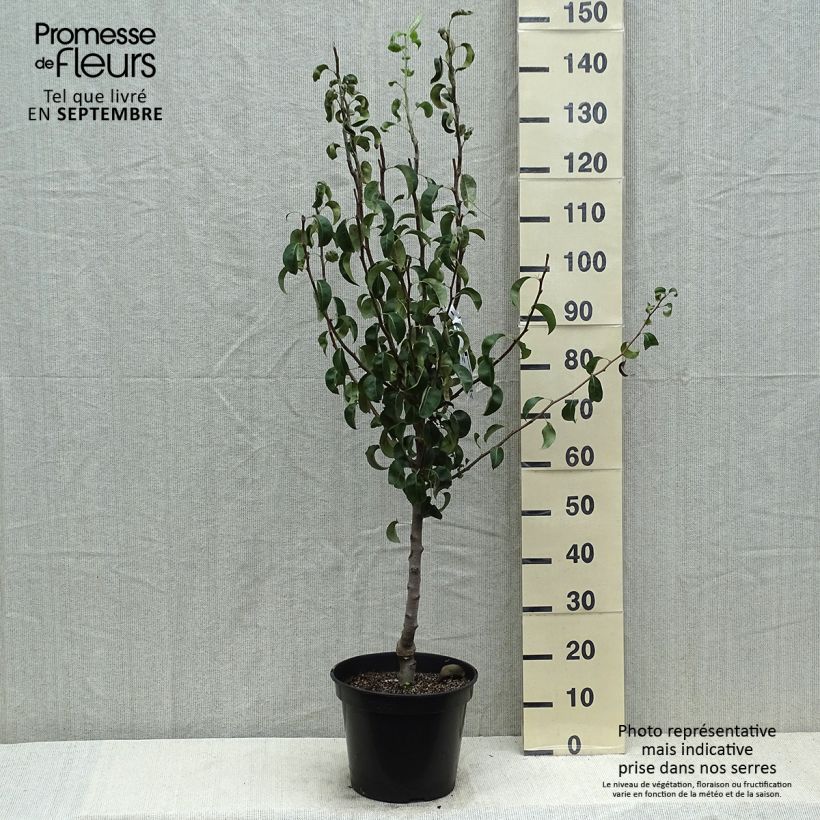 Spécimen de Poirier Comtesse de Paris - Georges Delbard Pot de 7,5L/10L, Gobelet tel que livré en été