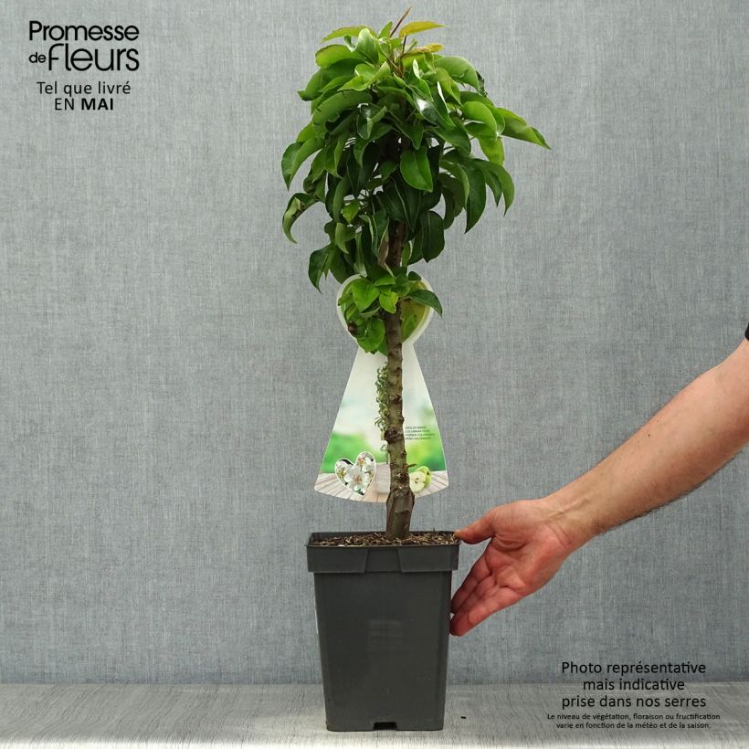 Example of Poirier nain Condo Pot de 4L/5L, Nain as you get in printemps
