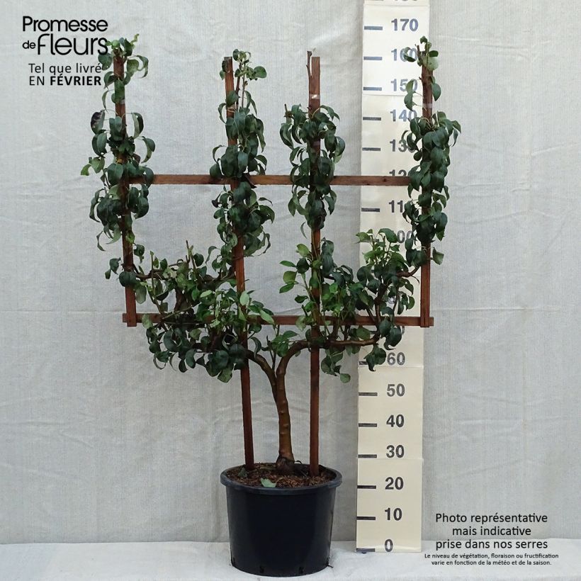 Spécimen de Poirier Conférence Pot de 20L/25L, Palmette simple U, Palissé en palmette Verrier tel que livré en automne