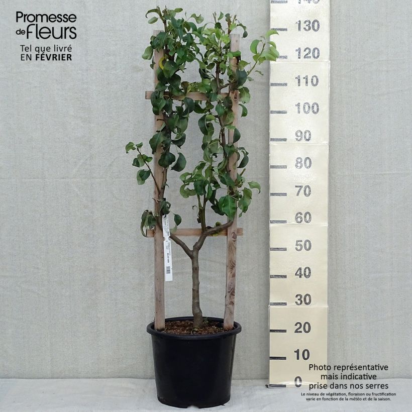 Spécimen de Poirier Conférence Pot de 7,5L/10L, Palmette simple U tel que livré en automne