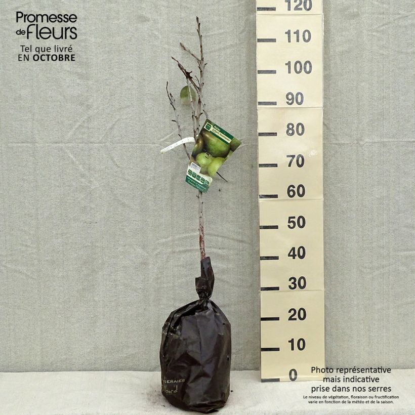 Spécimen de Poirier Delbard Gourmande - Georges Delbard Motte "Prêt-à-planter", Gobelet tel que livré en automne
