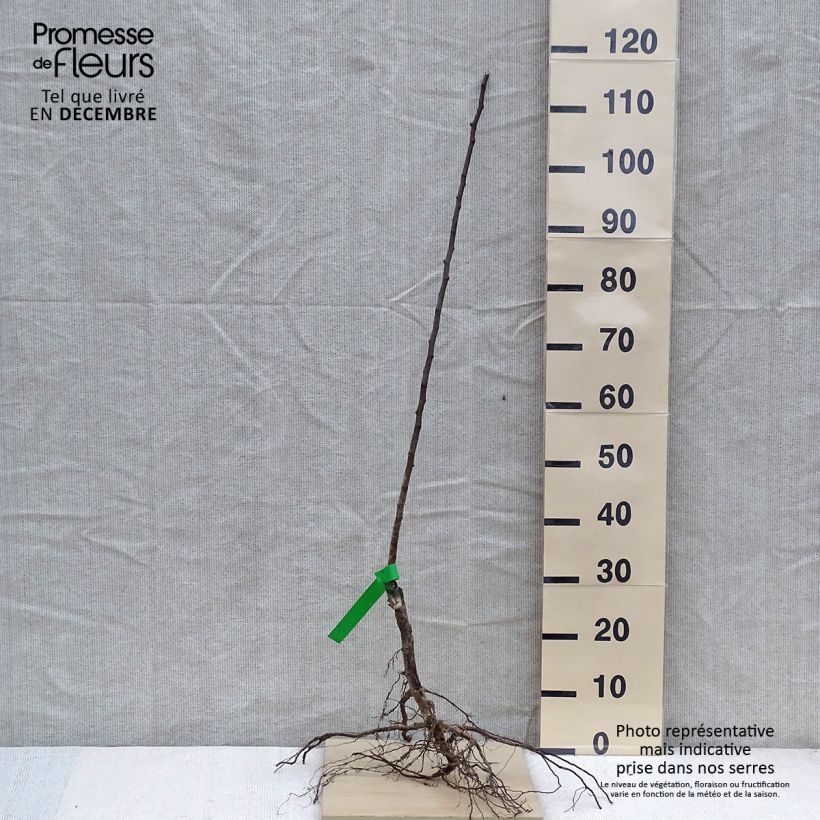 Spécimen de Poirier Doyenné d'hiver ou Bergamote de Pentecôte Bio Racines nues, Scion tel que livré en hiver