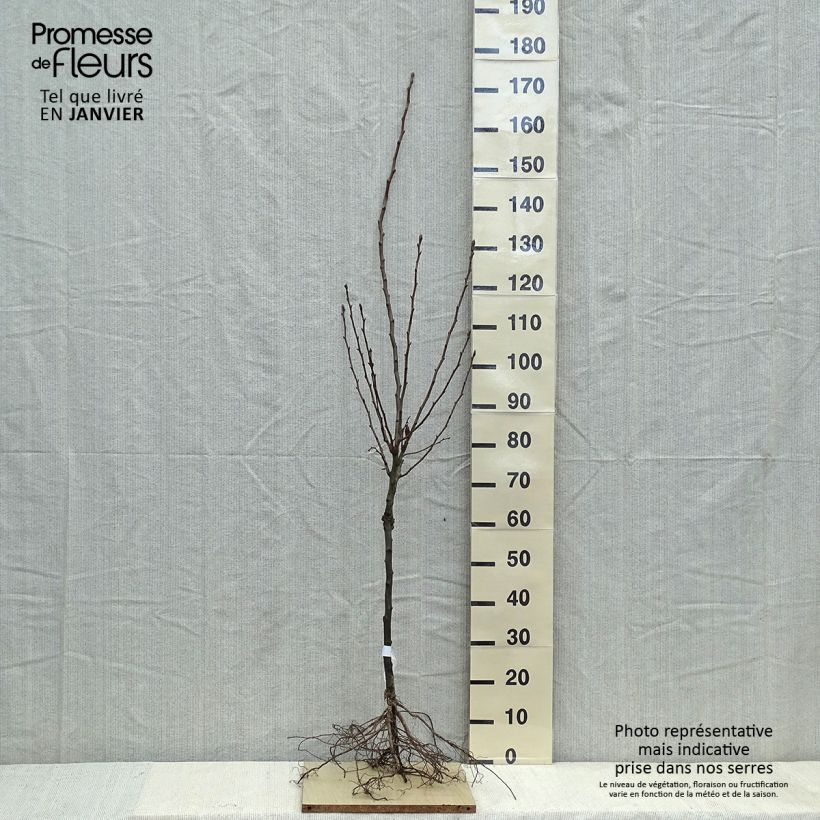 Example of Poirier Doyenné du Comice Racines nues, Gobelet as you get in hiver