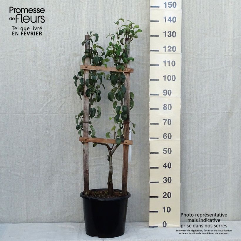 Spécimen de Poirier Doyenné du Comice Pot de 12L/15L, Palmette simple U tel que livré en automne