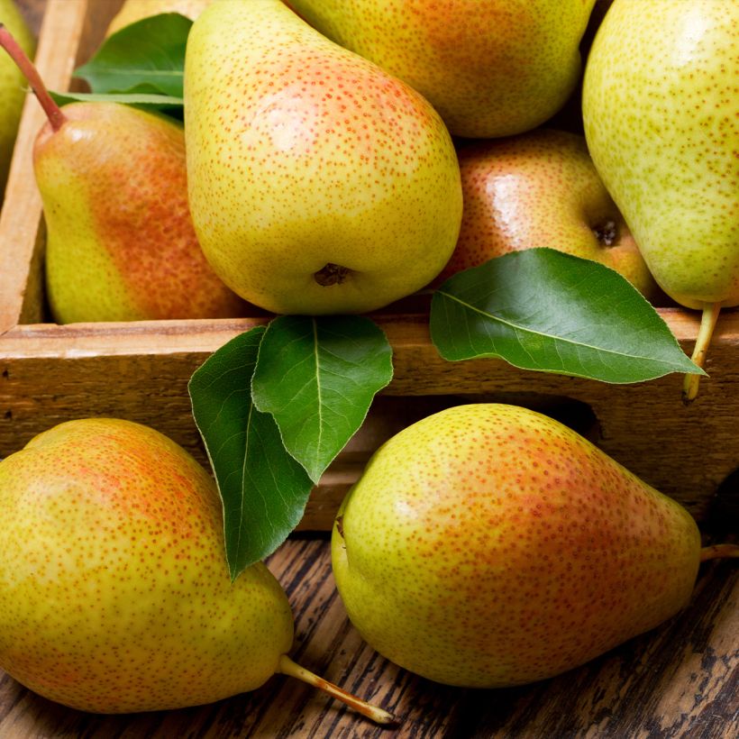 Poirier Epine du Mas - Duc de Bordeaux (Récolte)