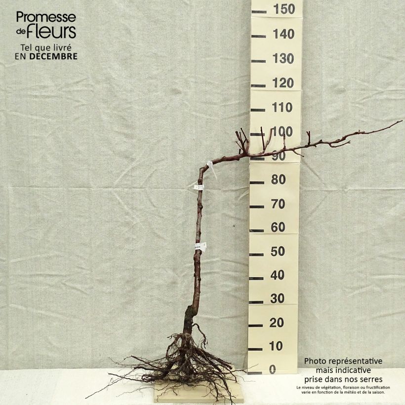 Spécimen de Poirier Fertilia Delbard Racines nues, Cordon simple tel que livré en hiver