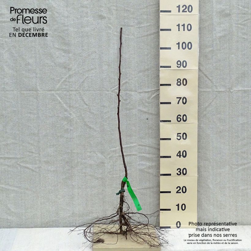 Example of Poirier Jules Guyot Racines nues, Scion, Bio AB as you get in hiver
