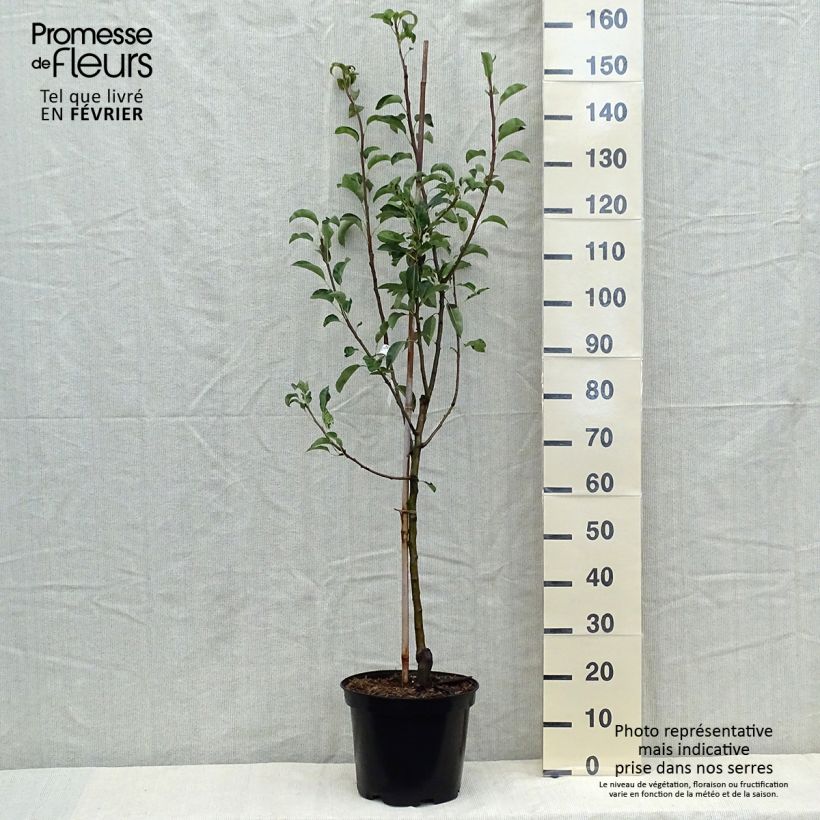 Spécimen de Poirier Jules Guyot Pot de 7,5L/10L, Gobelet tel que livré en automne
