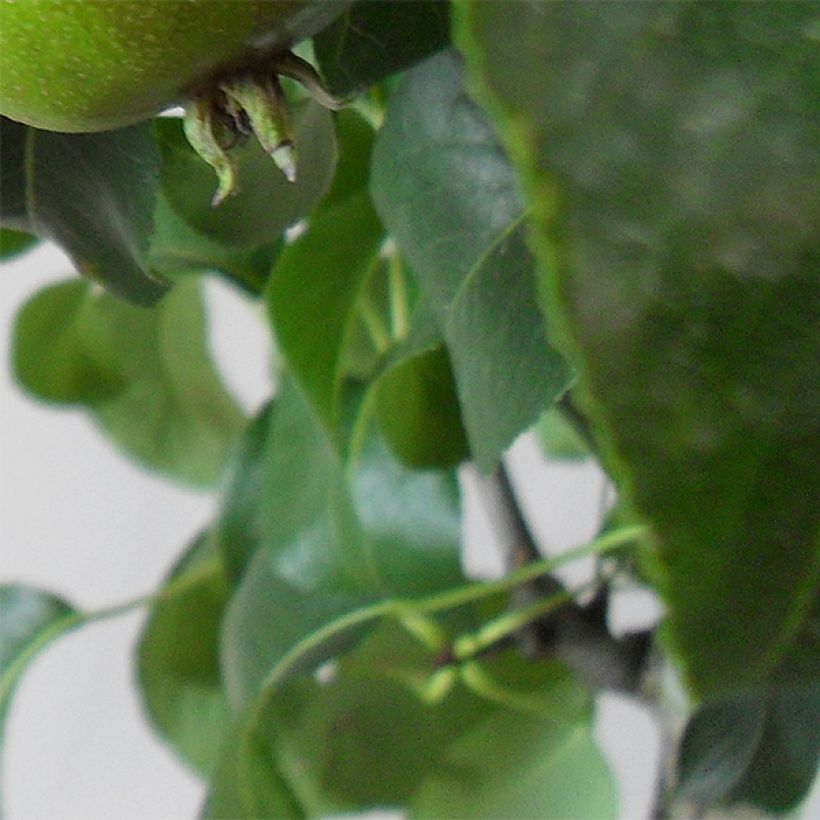 Poirier Louise Bonne d'Avranches (Foliage)