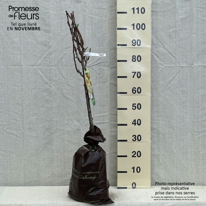 Spécimen de Poirier Peradel - Georges Delbard Motte "Prêt-à-planter", Gobelet tel que livré en automne