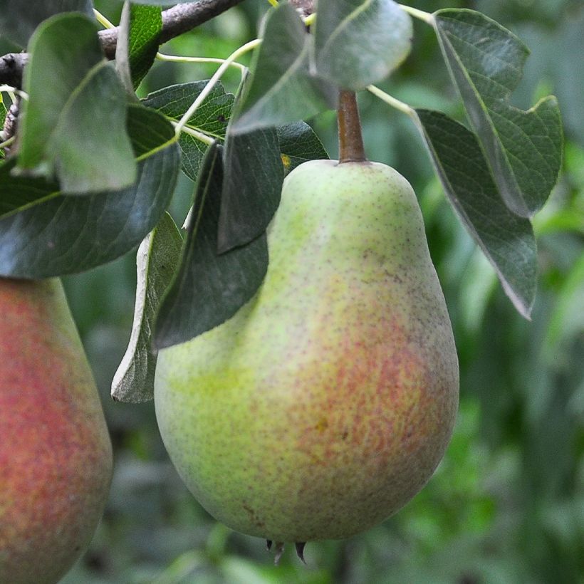 Poirier Précoce Morettini ou Beurré Précoce Morettini Bio (Récolte)