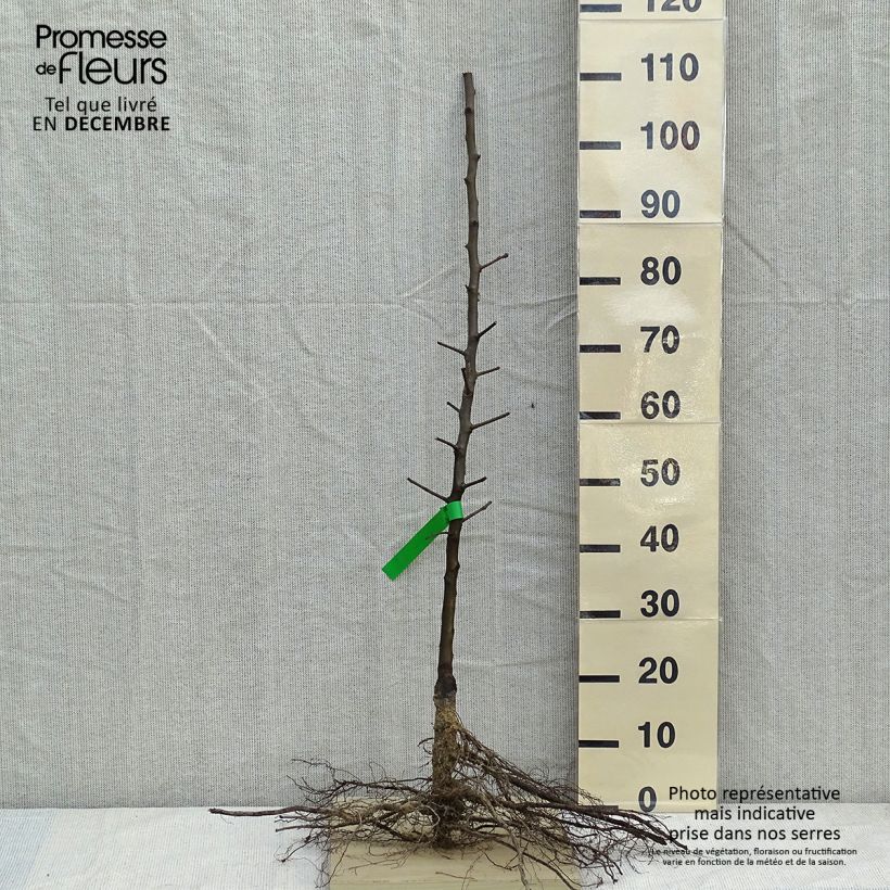 Example of Poirier General Leclerc - Pyrus communis Racines nues, Scion, Bio AB as you get in hiver