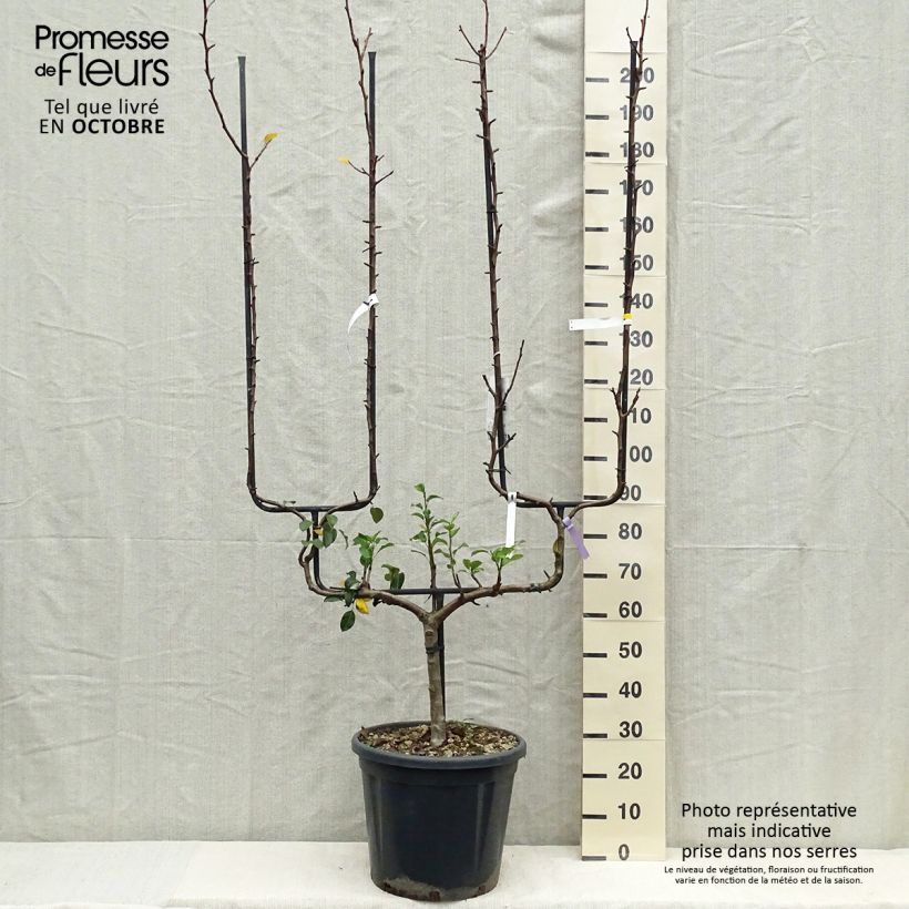 Spécimen de Poirier General Leclerc - Pyrus communis Pot de 30L/35L, Palmette double U tel que livré en automne