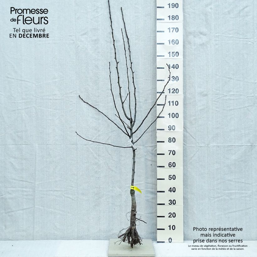 Spécimen de Poirier Triomphe de Vienne Racines nues, Gobelet tel que livré en hiver