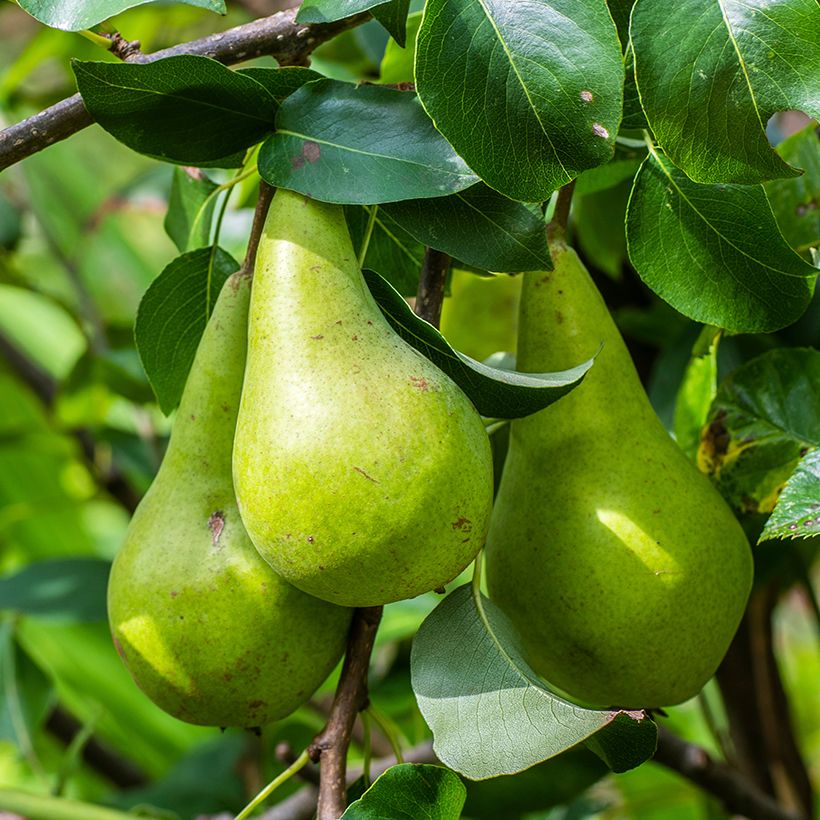 Poirier Verte Longue d’automne Bio (Récolte)