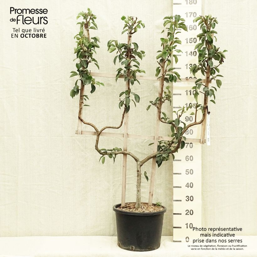 Spécimen de Poirier William's Bon Chrétien Pot de 20L/25L, Palmette double U tel que livré en automne