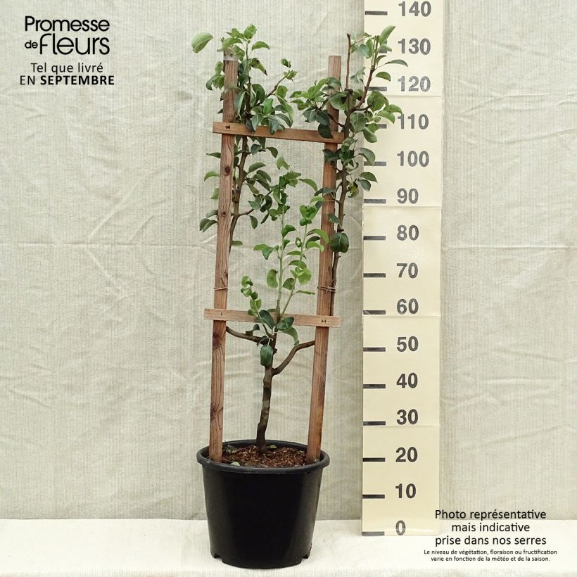 Spécimen de Poirier William's Bon Chrétien Pot de 12L/15L, Palmette simple U tel que livré en automne