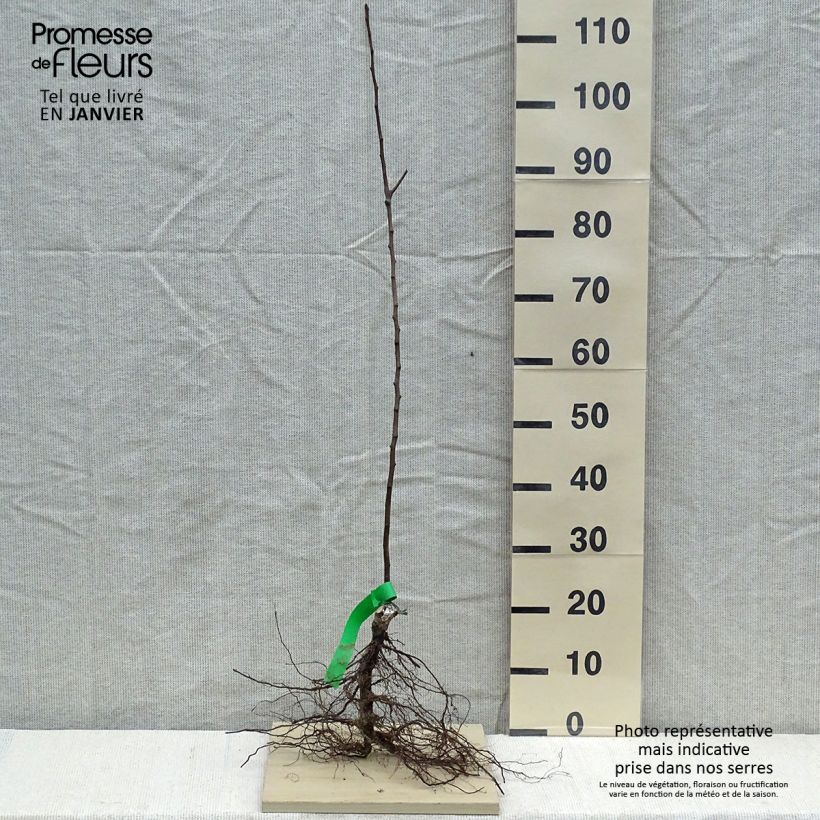 Spécimen de Poirier William's Rouge Bio Racines nues, Scion tel que livré en hiver