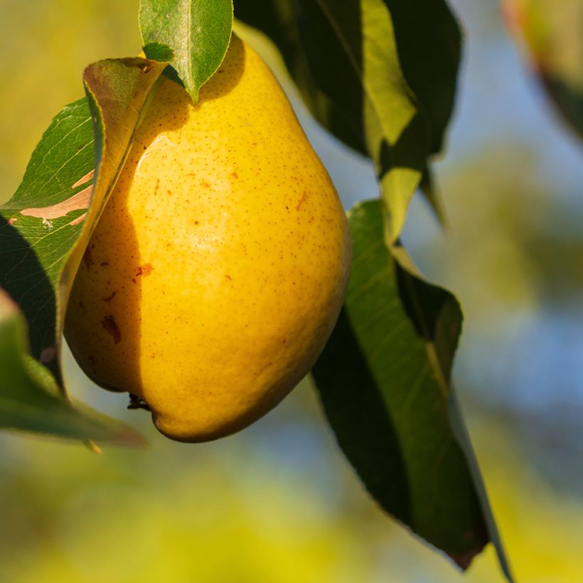 Poirier à poiré Fausset (Récolte)
