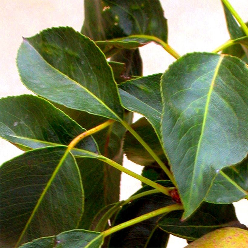 Poirier nain Garden Gem (Foliage)