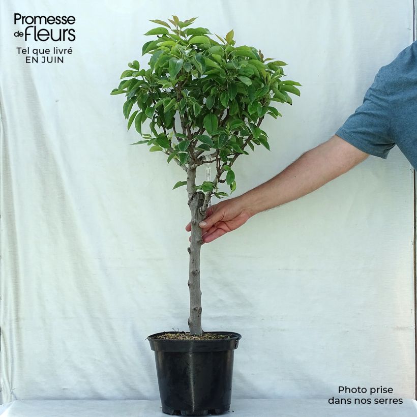 Spécimen de Poirier nain Garden Pearl Pot de 6L/7L, 1/4 de tige, Tige de 40 cm tel que livré en été