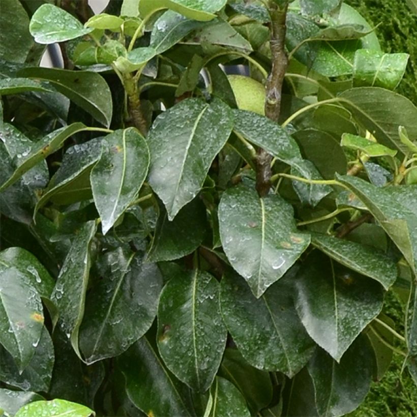 Poirier nain Garden Pearl (Foliage)