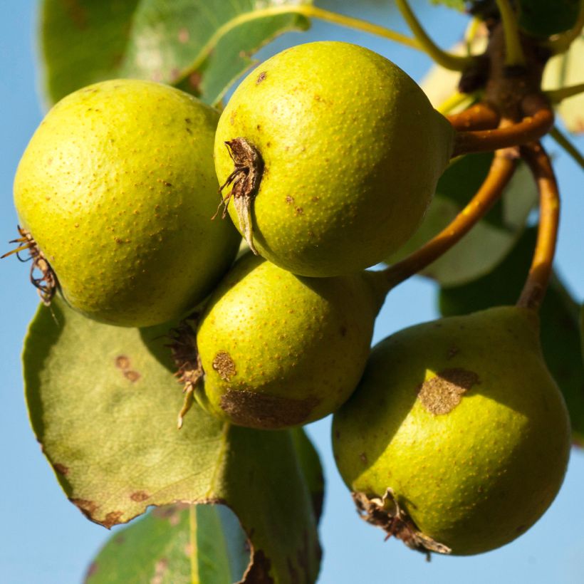 Poirier sauvage - Pyrus communis ssp. pyraster (Récolte)