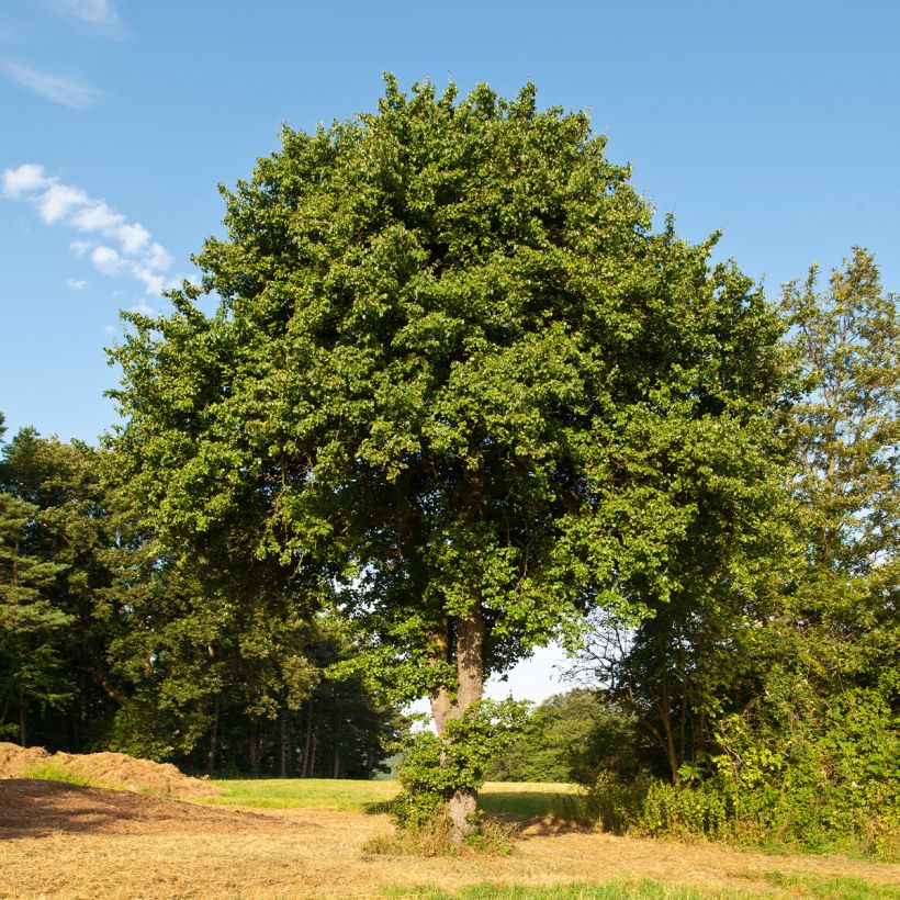 Poirier sauvage - Pyrus communis ssp. pyraster (Port)