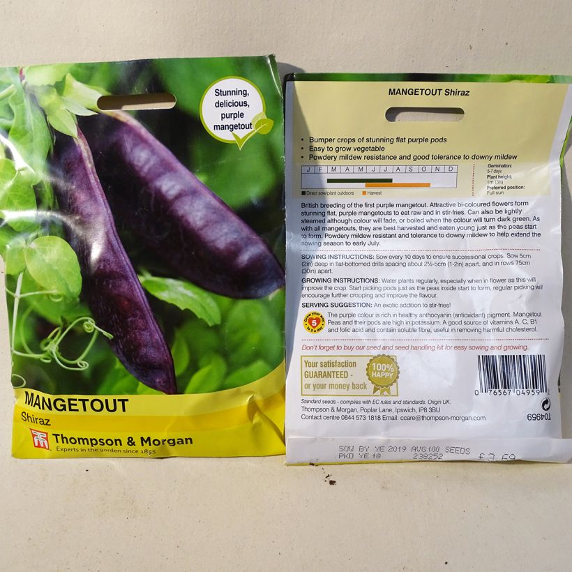 Exemple de spécimen de Pois à rames Shiraz mangetout - Pisum sativum le sachet de 100 graines environ tel que livré