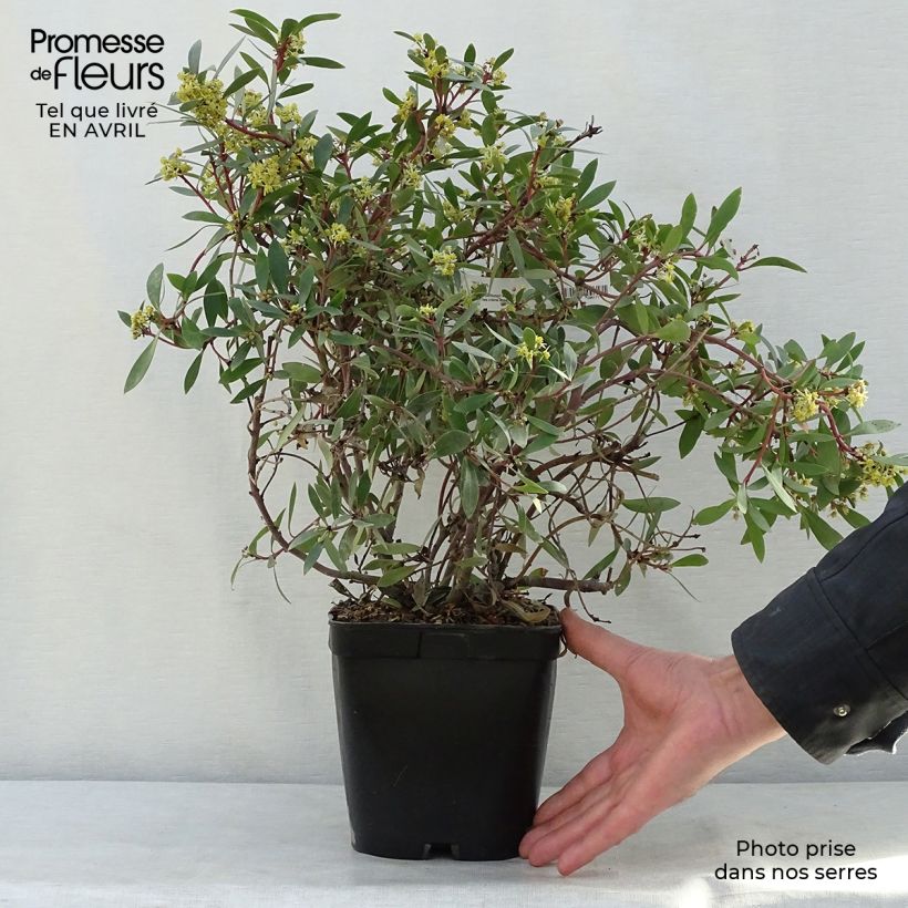 Example of Poivre de Tasmanie - Drimys aromatica Pot de 2L/3L as you get in printemps