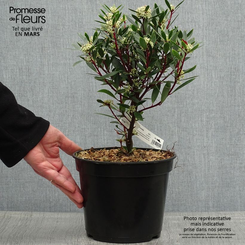 Example of Poivre de Tasmanie - Drimys aromatica Pot de 4L/5L as you get in printemps