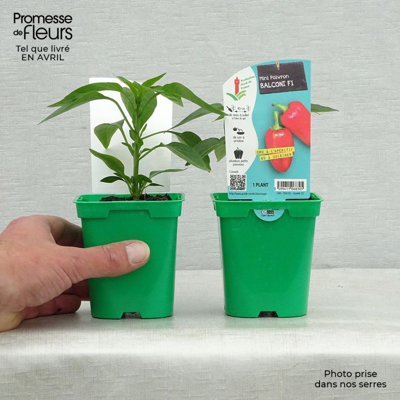 Example of Poivron Balconi (mini) F1 en plants Pot de 10 cm/11cm as you get in printemps