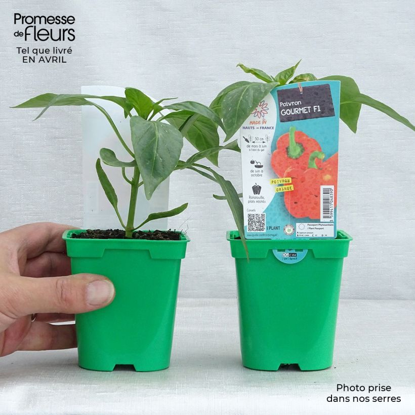 Example of Poivron Orange Gourmet F1 Pot de 10 cm/11cm as you get in printemps
