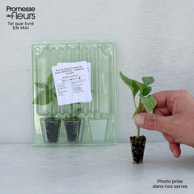 Example of Poivron Tenor F1 jaune en plants GREFFES - Capsicum annuum Mini-motte Ø 3/4 cm, Plant greffé de 5 à 10 cm de hauteur as you get in printemps
