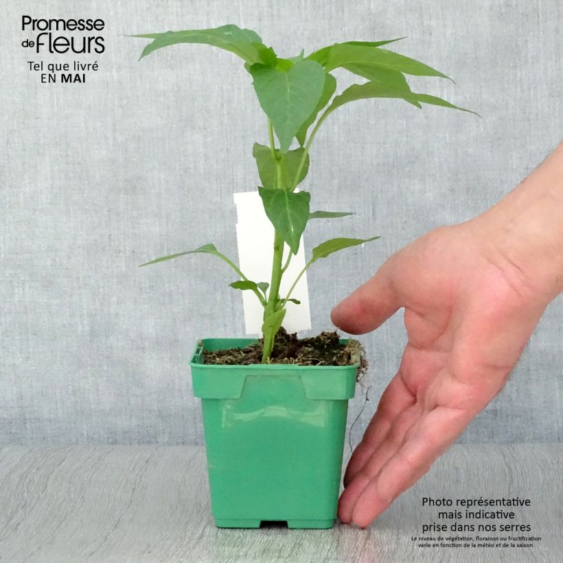 Example of Poivron Terrazzi hybride F1 en plant Pot de 10 cm/11cm as you get in printemps