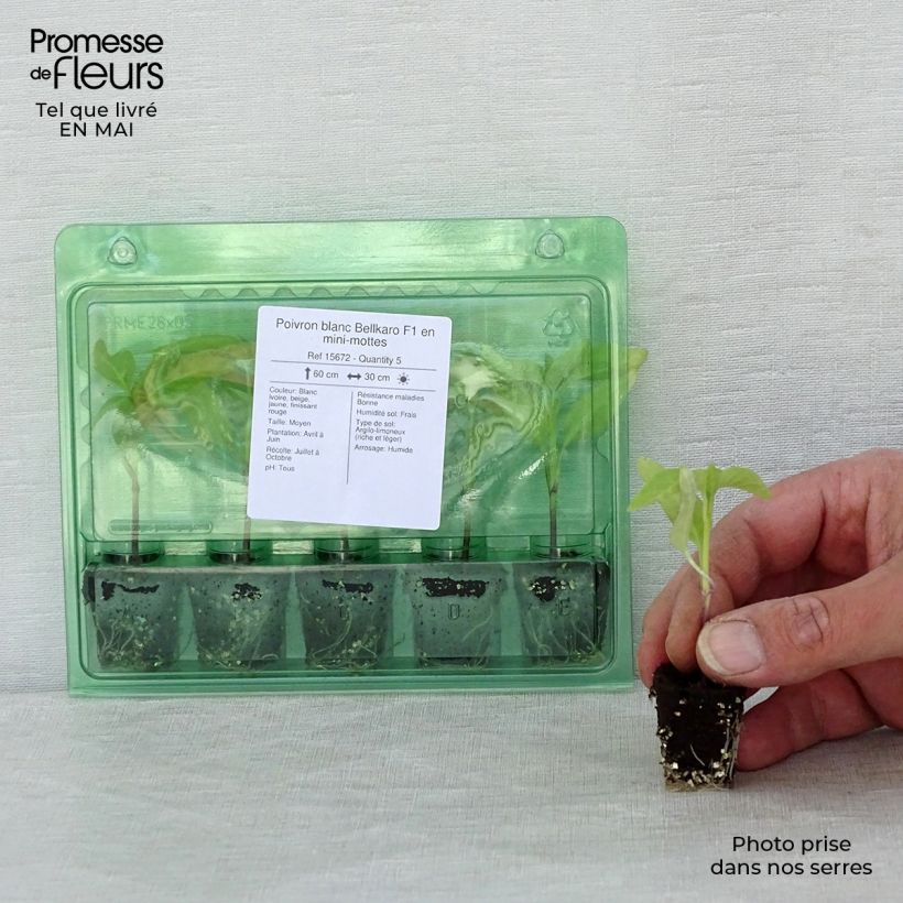 Example of Poivron blanc Bellkaro F1 en plants Mini-motte Ø 3/4 cm as you get in printemps