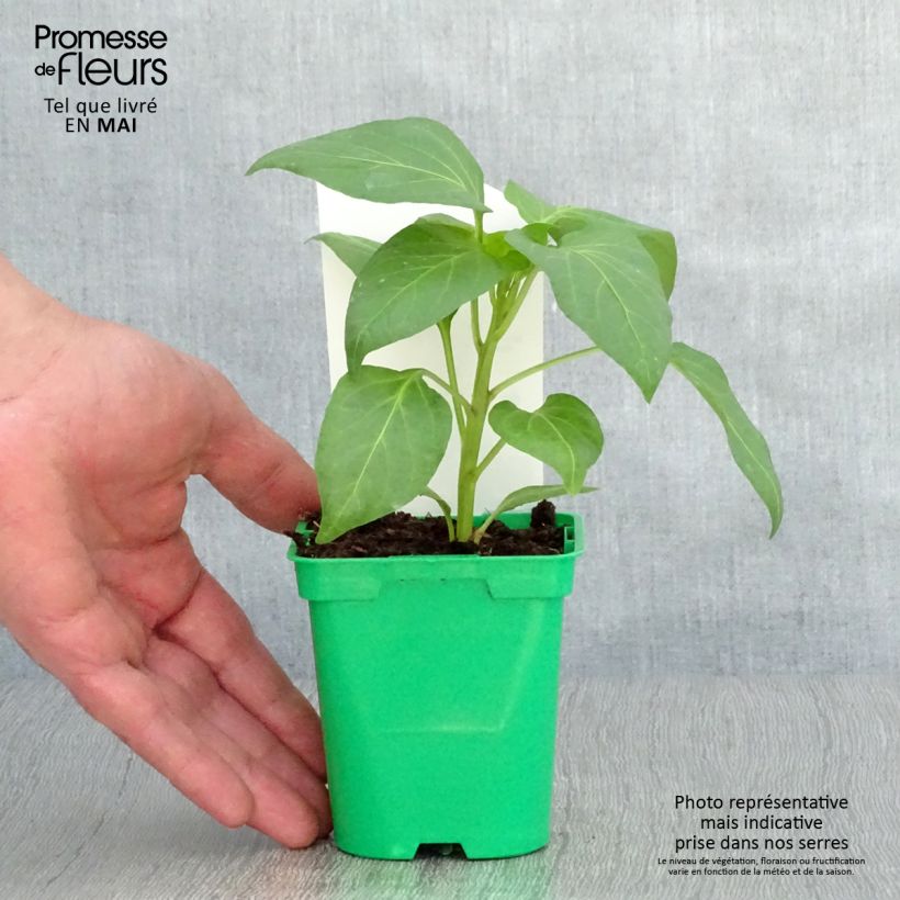 Example of Poivron blanc Bellkaro F1 en plants Pot de 10 cm/11cm as you get in printemps