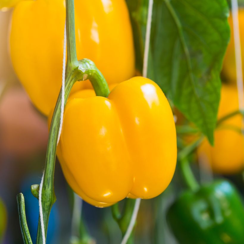 Poivron carré d'Asti Jaune Bio - Ferme de Sainte Marthe (Harvest)