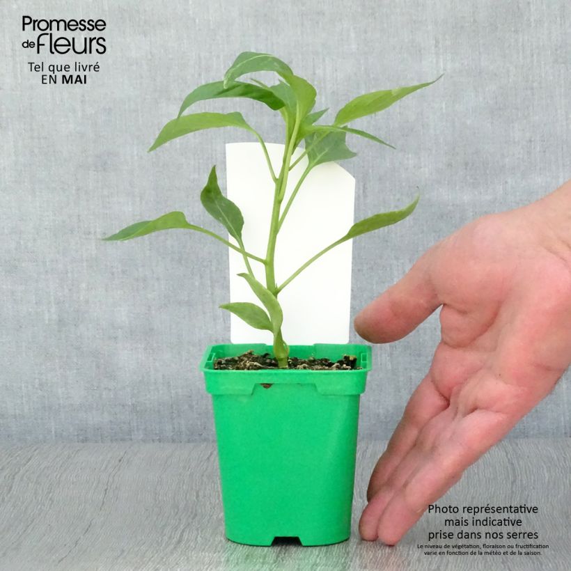 Example of Poivron orange Oreny F1 en plants GREFFES Pot de 10 cm/11cm as you get in printemps