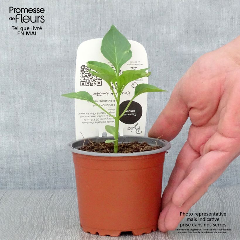 Example of Poivron rouge Jericho F1 en plant Bio Pot de 10 cm/11cm as you get in printemps