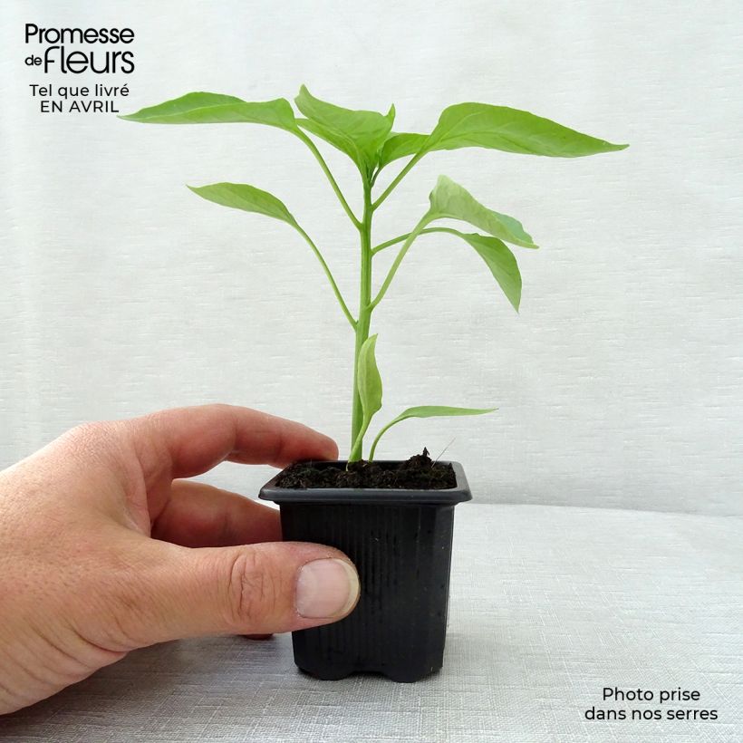 Example of Poivron rouge Lamuyo F1 en plants Godet de 7/8 cm as you get in printemps
