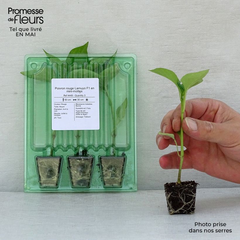 Example of Poivron rouge Lamuyo F1 en plants Mini-motte Ø 3/4 cm, Plant vert de 5 cm de haut environ as you get in printemps