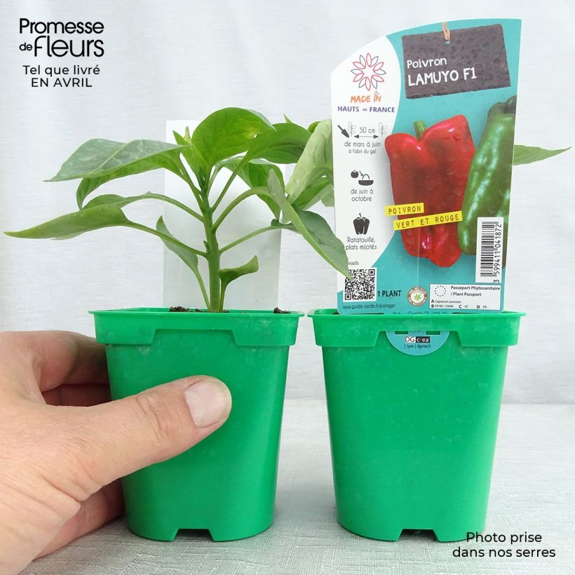 Example of Poivron rouge Lamuyo F1 en plants Pot de 10 cm/11cm as you get in printemps