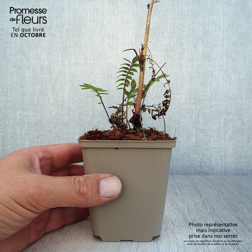 Spécimen de Polemonium Bressingham Purple  Godet de 8/9 cm tel que livré en automne