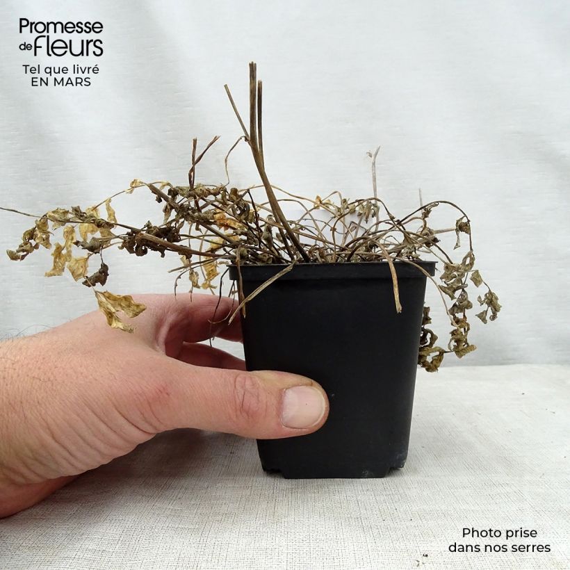 Example of Polemonium Stairway to Heaven Godet de 8/9 cm as you get in printemps